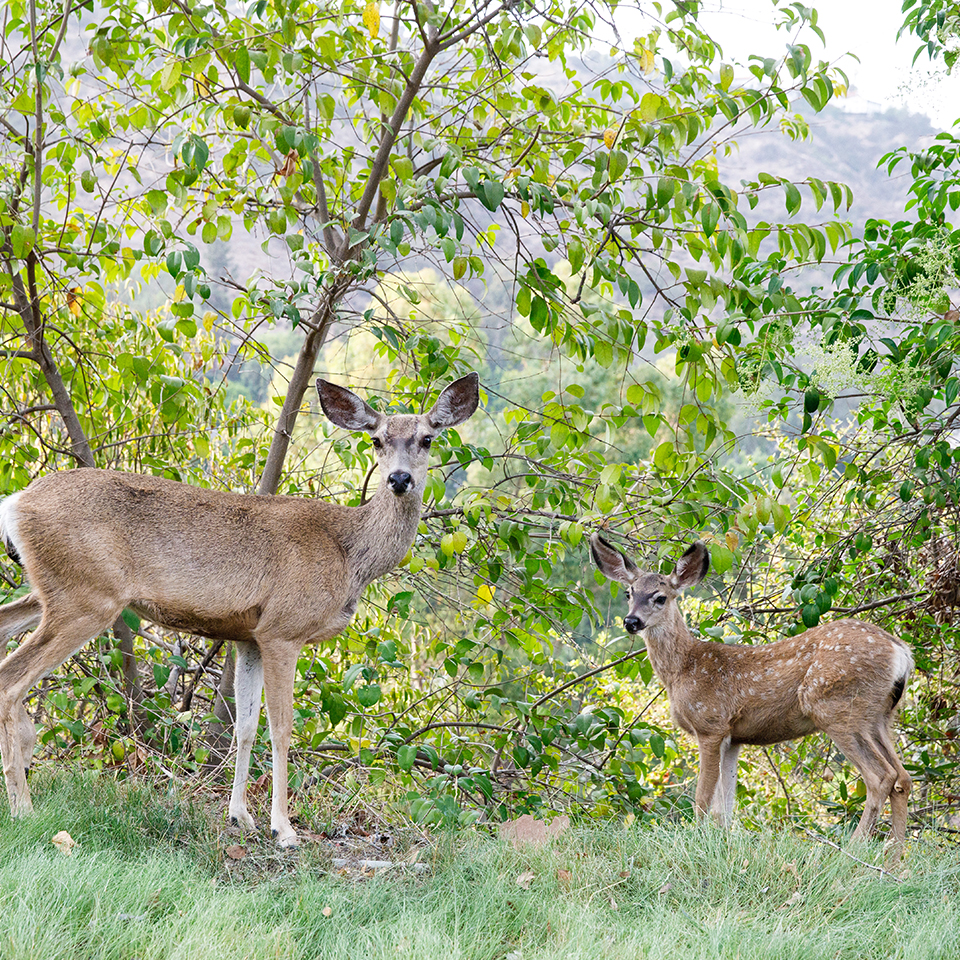 Deer in tree line